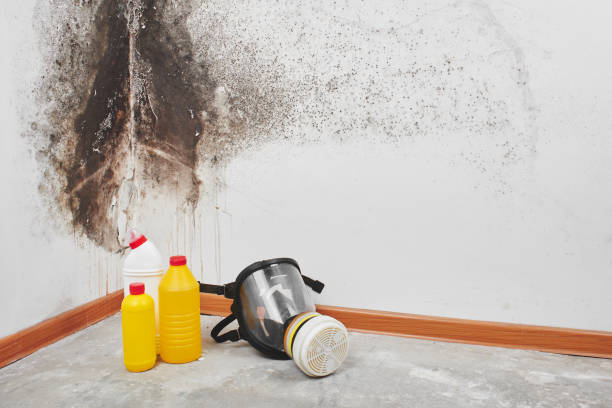 Best Crawl Space Mold Removal  in Stapleton, AL