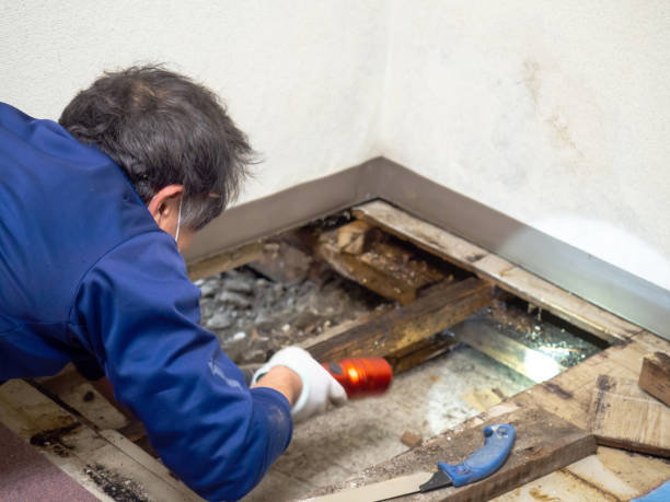 Office Mold Removal Services in Stapleton, AL