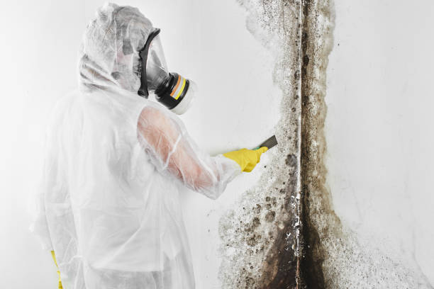 Best Attic Mold Removal  in Stapleton, AL