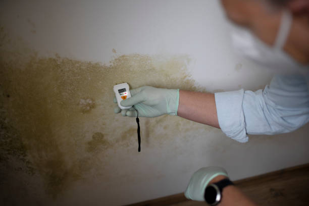 Best Certified Mold Removal  in Stapleton, AL