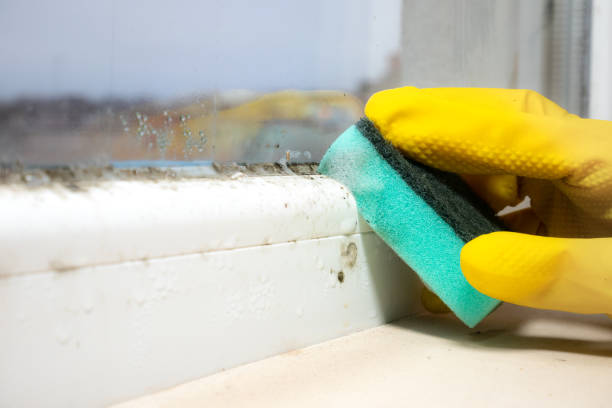 Best Toxic Mold Removal  in Stapleton, AL