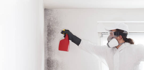 Best Emergency Mold Removal  in Stapleton, AL